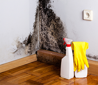 Mold on the Walls in Mesa, Phoenix, and Valley Wide